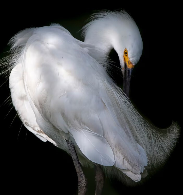 egret.jpg