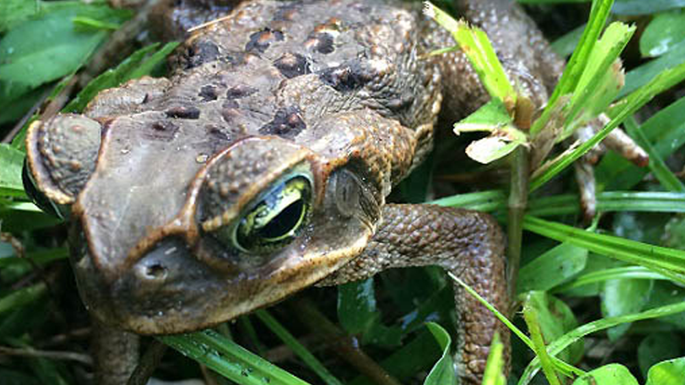 bufo-toad.png