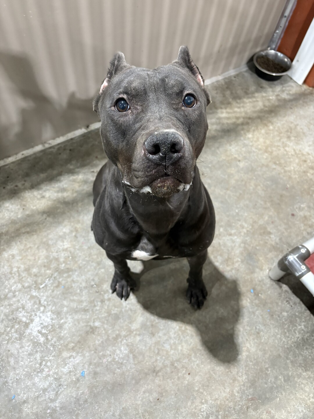Bully breed dog