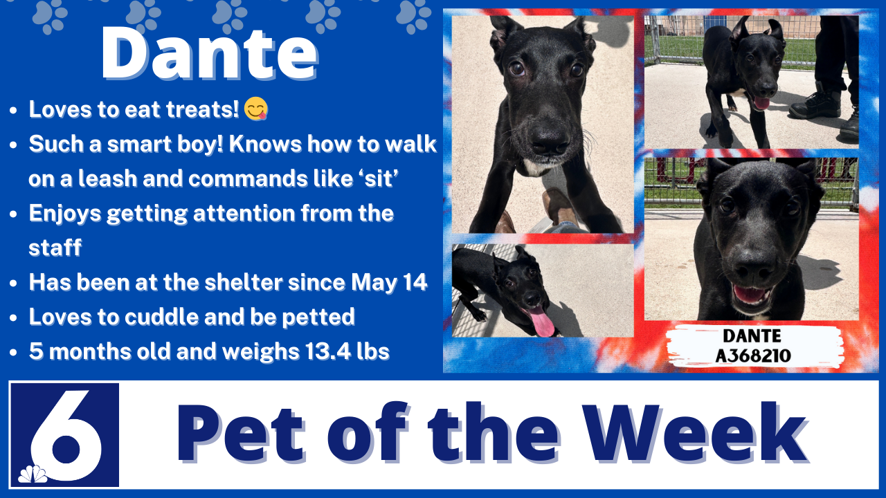 Pet of the Week: Dante
