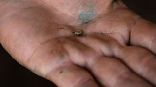 Screwworm1.jpg