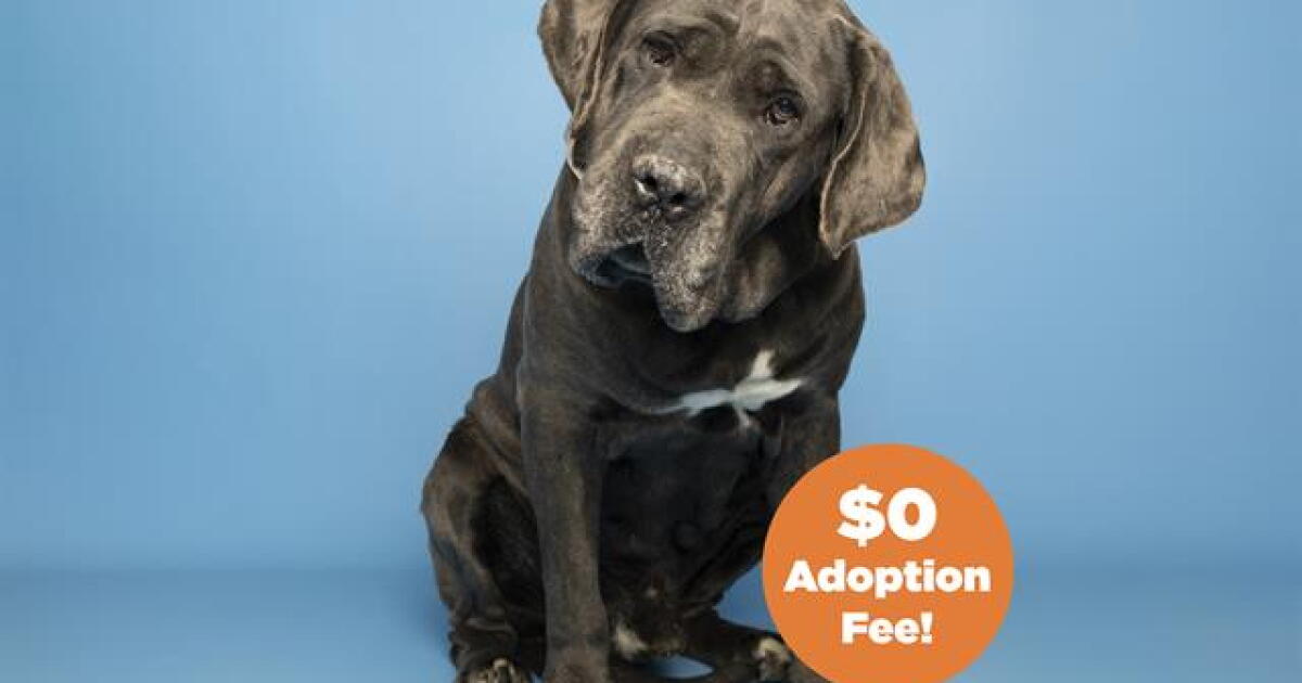 Adoptable pets from Arizona Humane, Maricopa County, HALO, and AZ Small ...