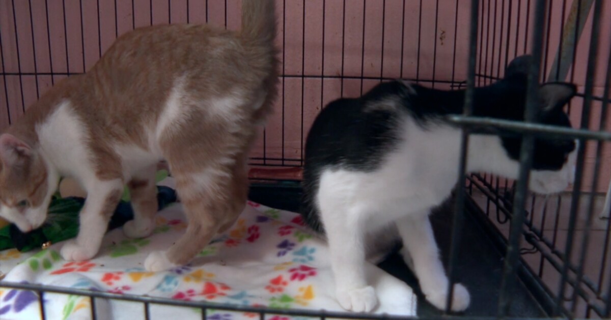 Wakulla County explores handing animal shelter operations to local nonprofit group