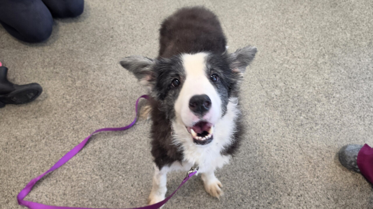 Border Collie Humane Society of the Treasure Coast.jpg