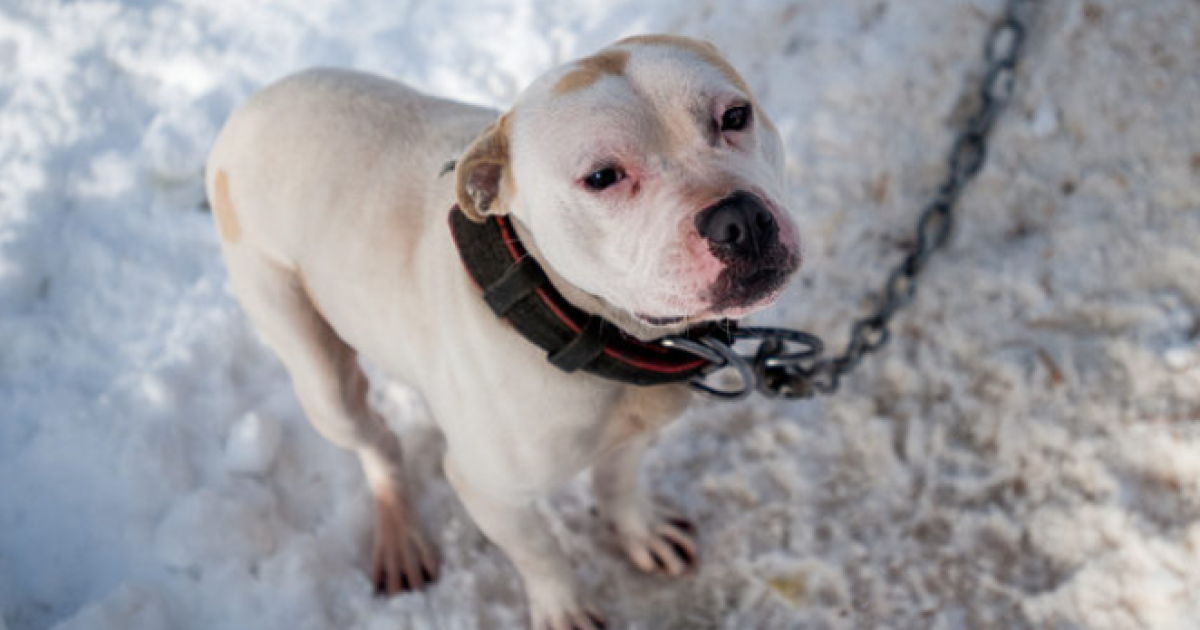 What Is To Cold For Dogs Outside