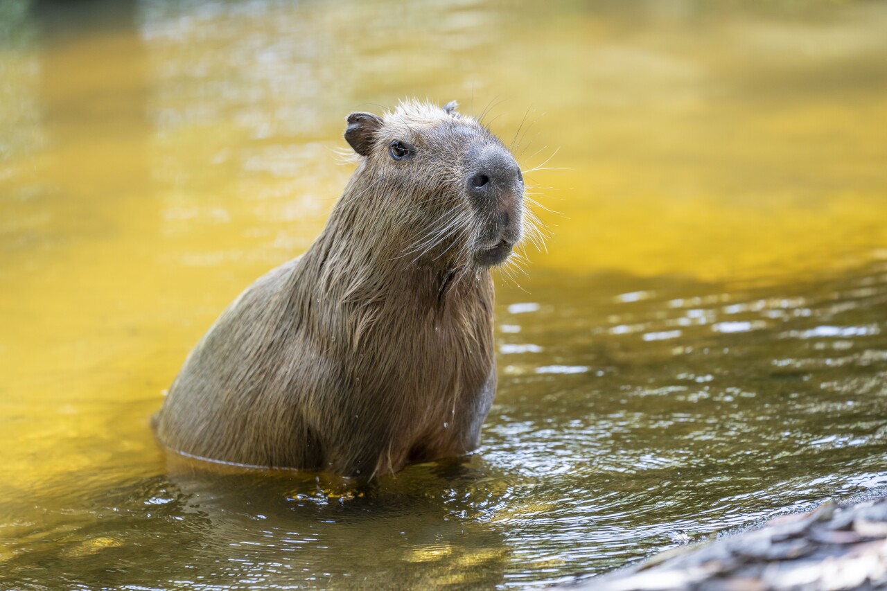 Florida Capybara Breeding Zeus Palm Beach Zoo June 25 2024