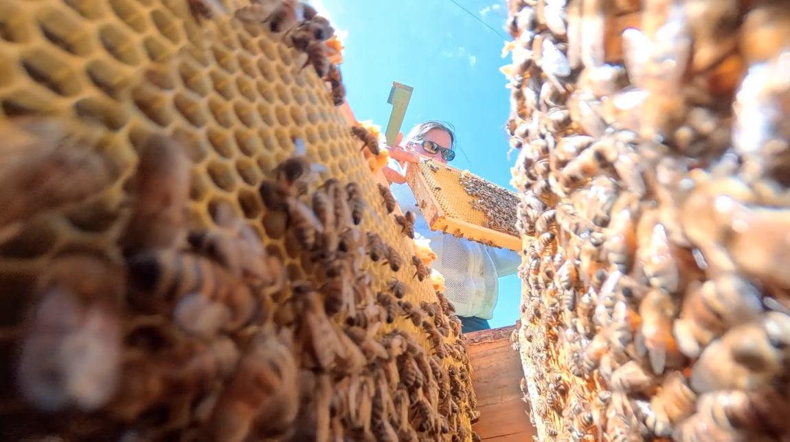 Robin Sizemore, the apiary inspector for Brown and Clermont counties, inspected a healthy hive on her Sardinia farm on April 20, 2026.