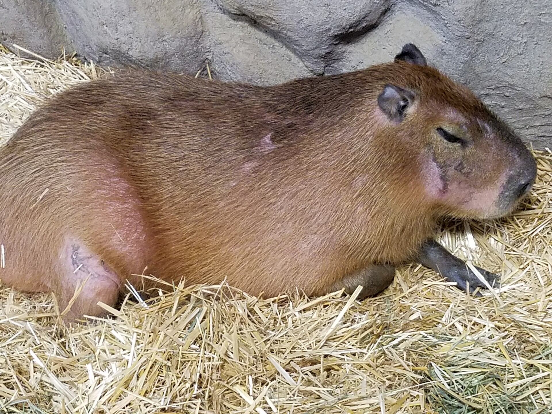 Capybara For Sale Las Vegas