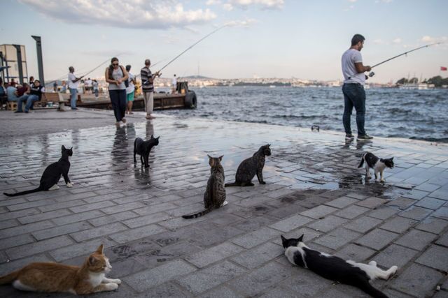 Photos: This place is known as 'The City of Cats'