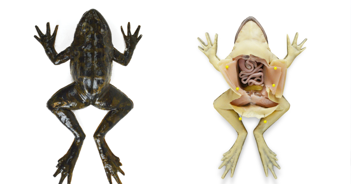 Pasco County School First In World To Use Synthetic Frogs