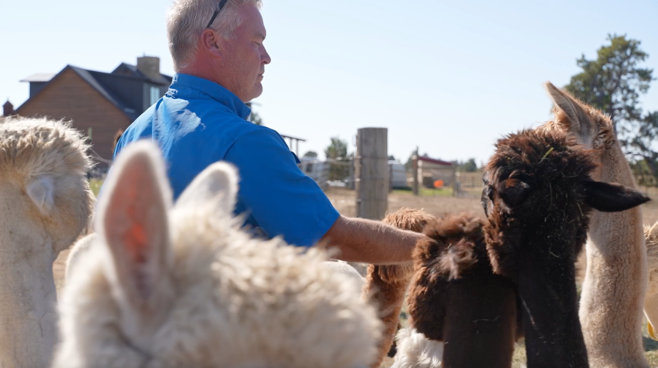 Mule Train Alpacas Ranch, alpacas