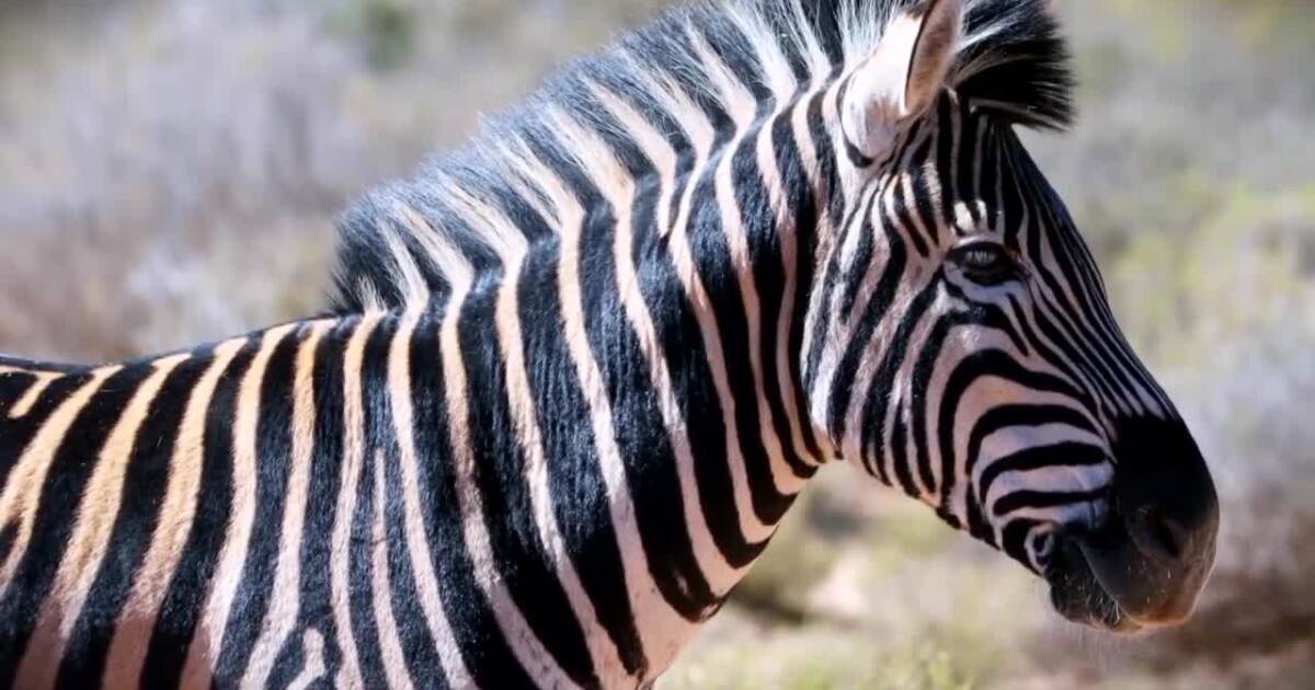 A Wilder View Why do zebras have stripes?