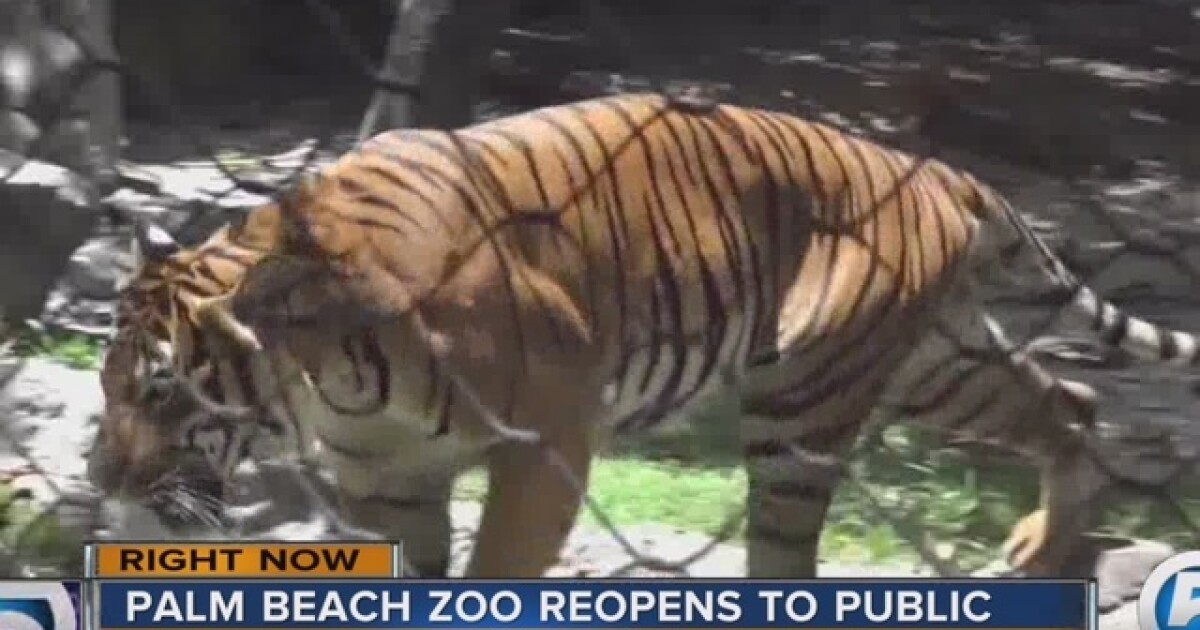 Palm Beach Zoo Reopens After Fatal Tiger Attack