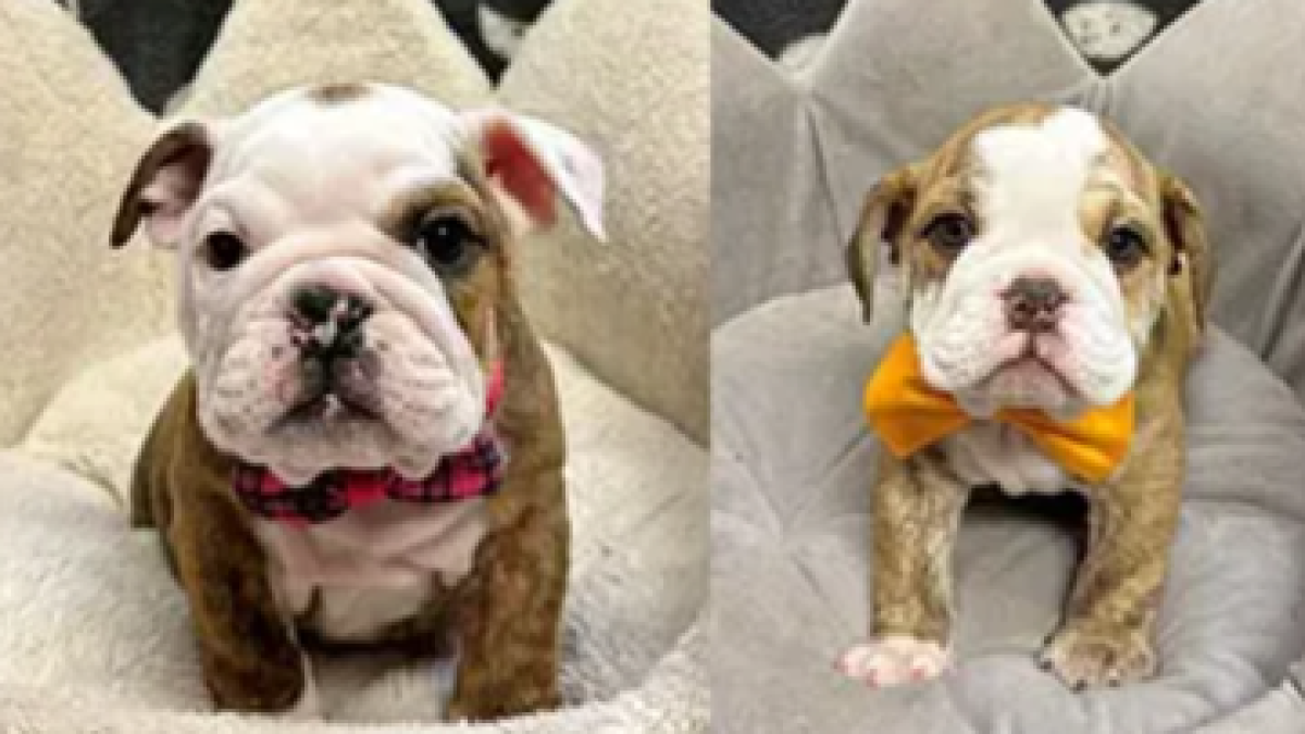 Second defendant sentenced in English Bulldog puppy theft