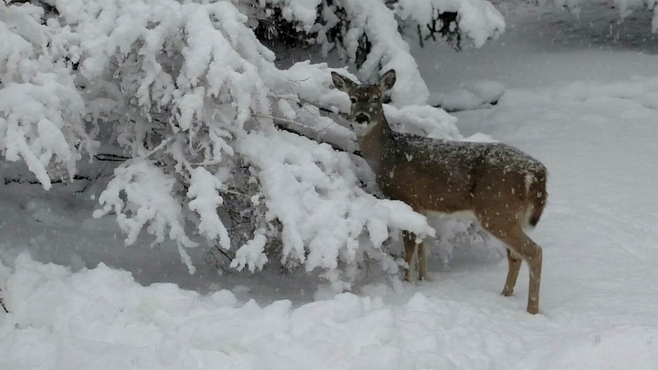 RL animals + snow 3.jpg