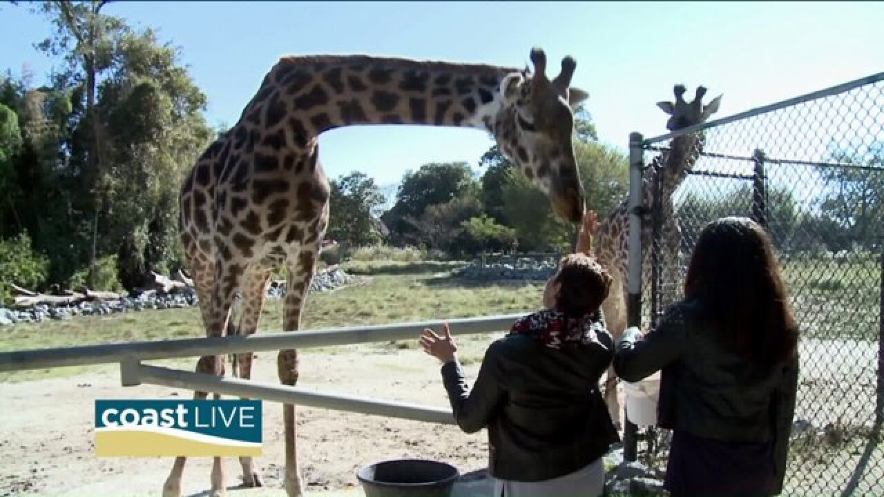 April takes a walk with the animals at the Virginia Zoo on Coast Live