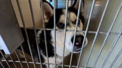ANIMAL SHELTER .jpg