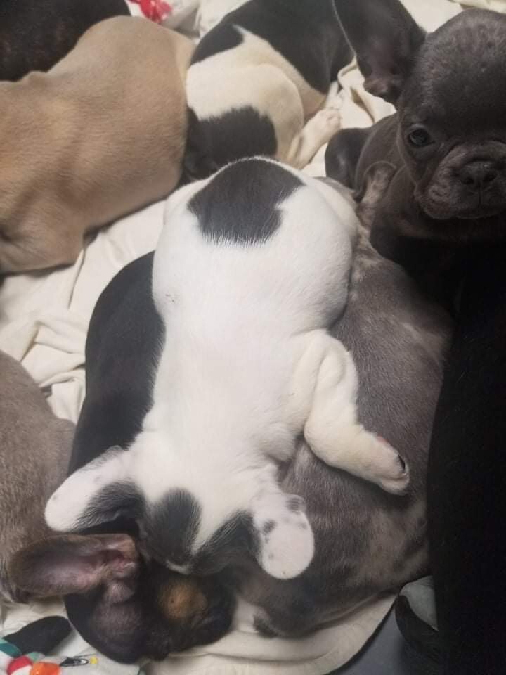 french bulldogs