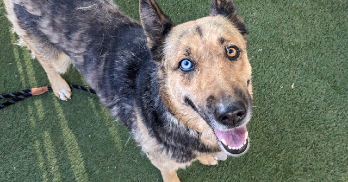 PHOTOS: 20 pets up for adoption now in the Valley