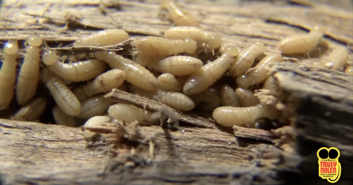 Dry wooden Termites swarming throughout Southwest Florida might price 1000’s of {dollars} in injury