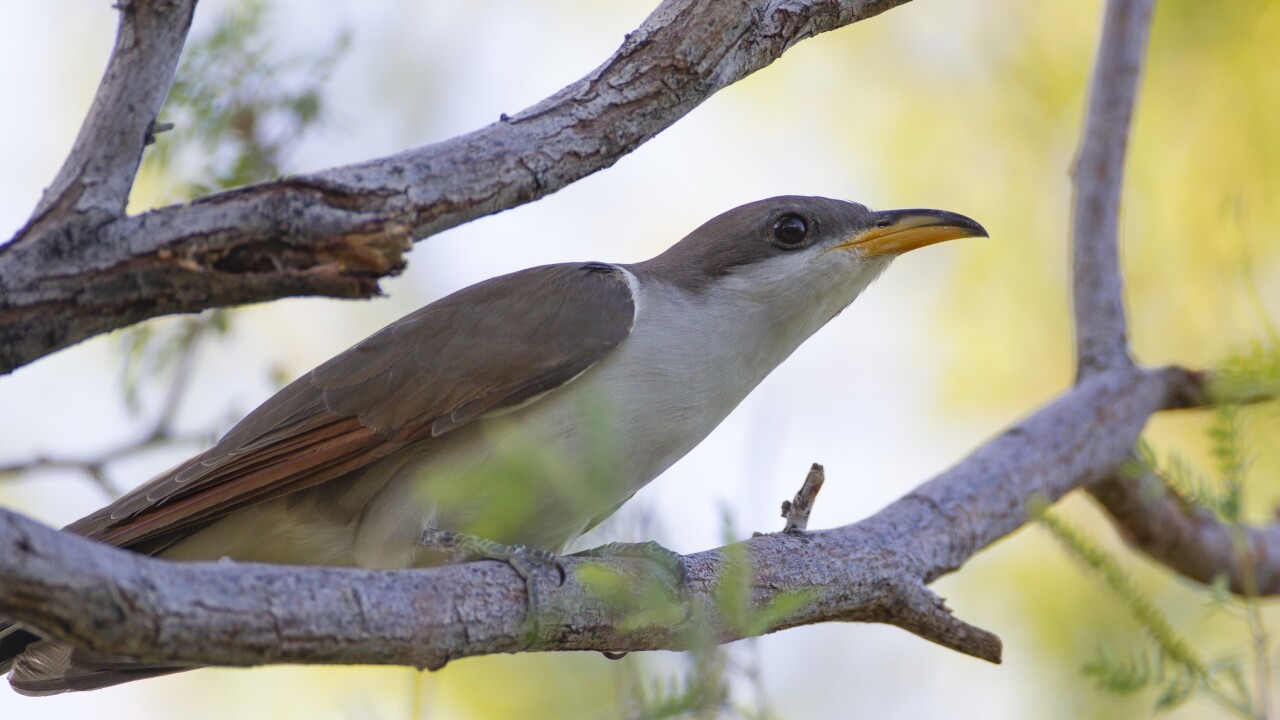 Rare Songbird