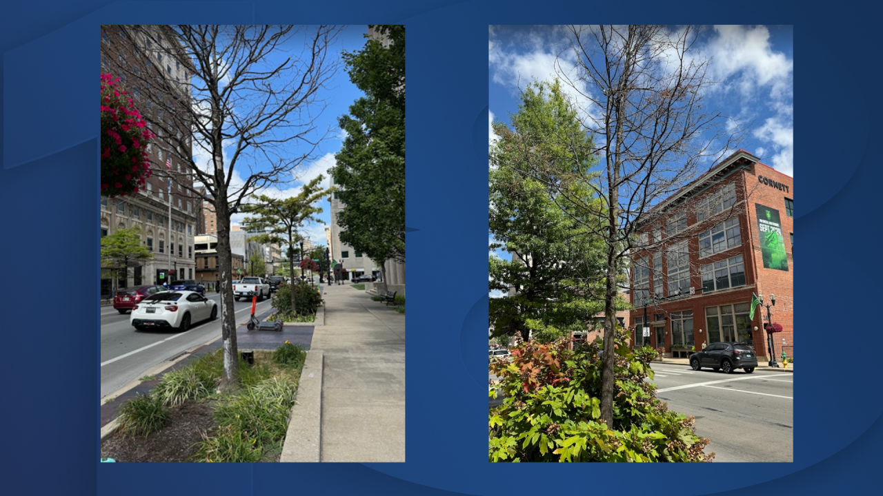 Hazardous trees in LEX