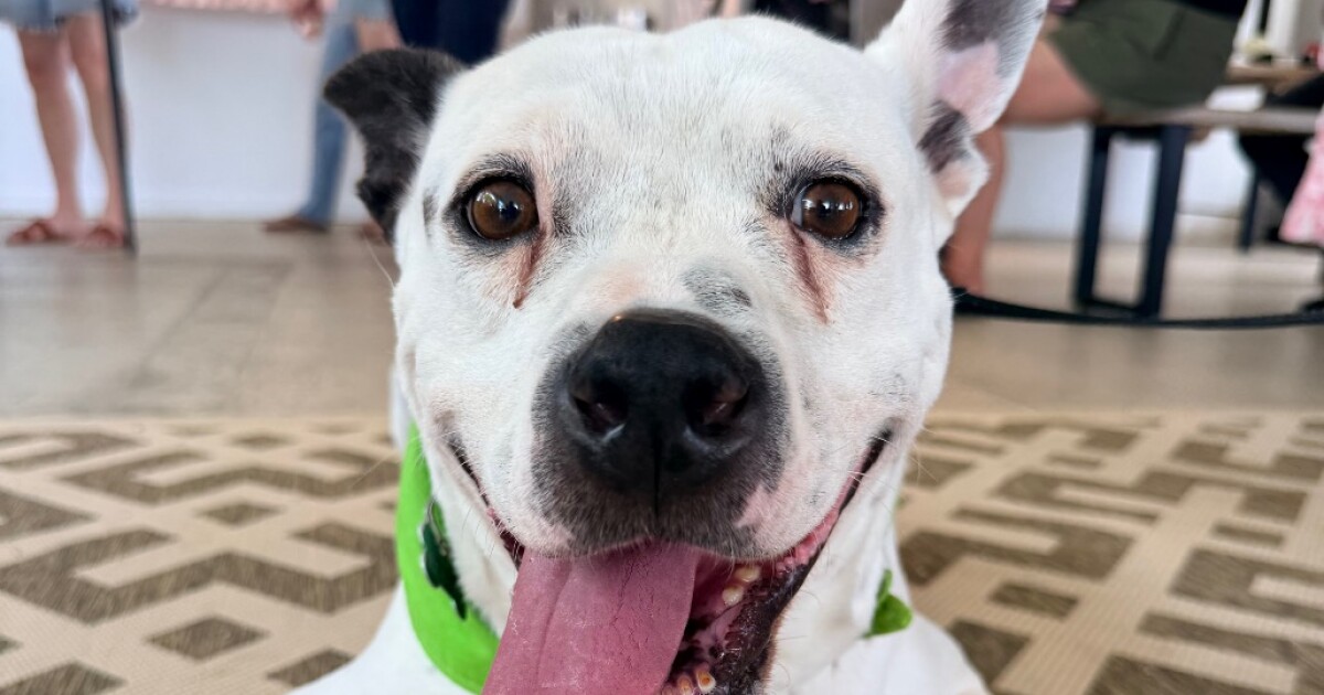 Pet of the Week: Topper