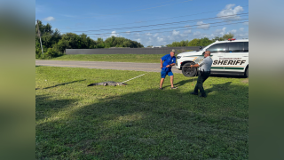 7-foot alligator struck by car removed from Hillsborough County roadway median