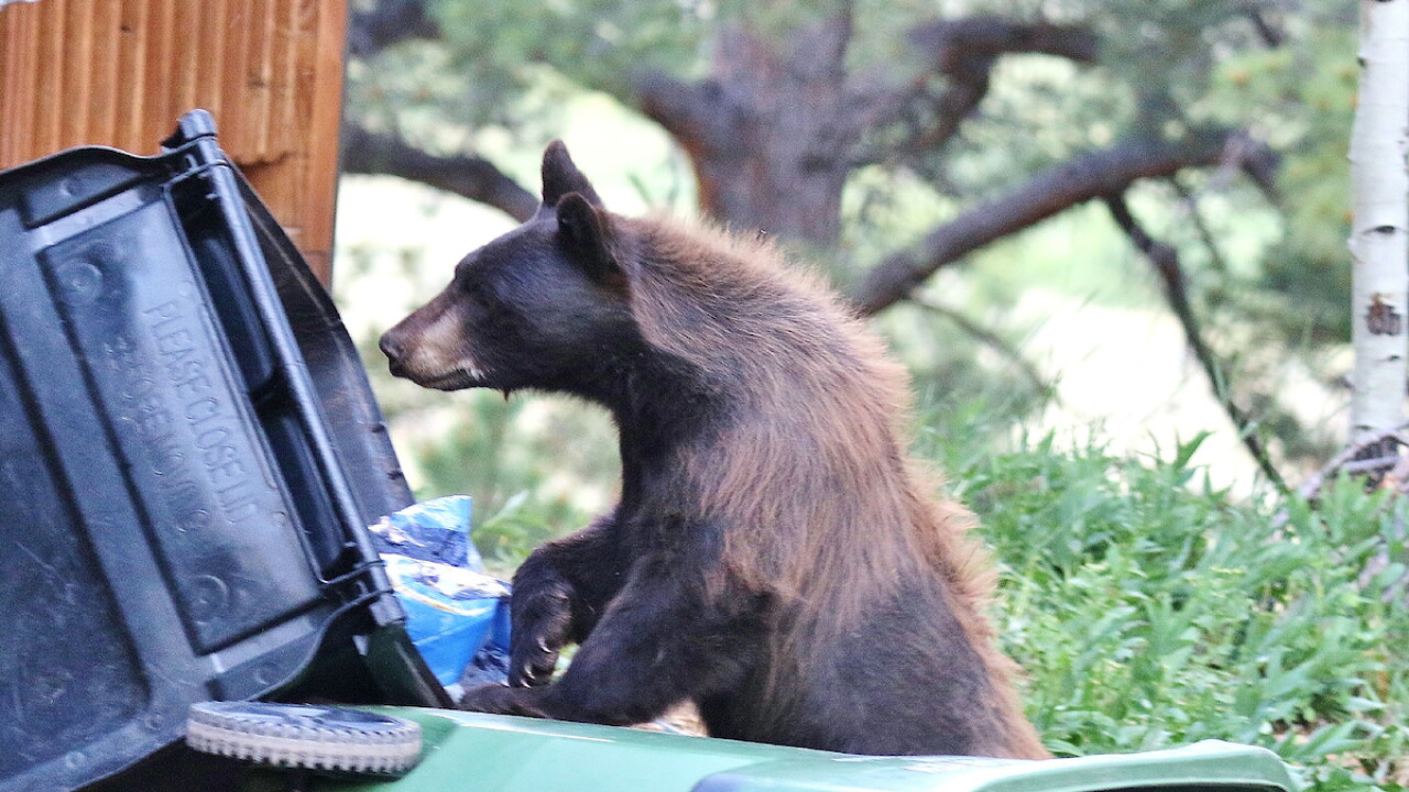 black bear