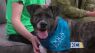 Purrfect Pet of the Week and the “A Dog’s Journey” film