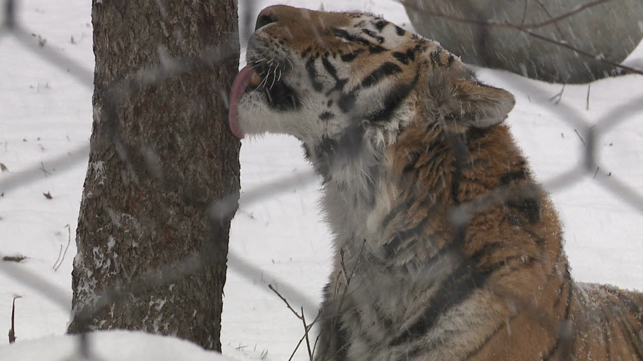 John Ball Zoo Tiger.png