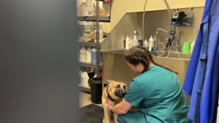 Pet Spa Day