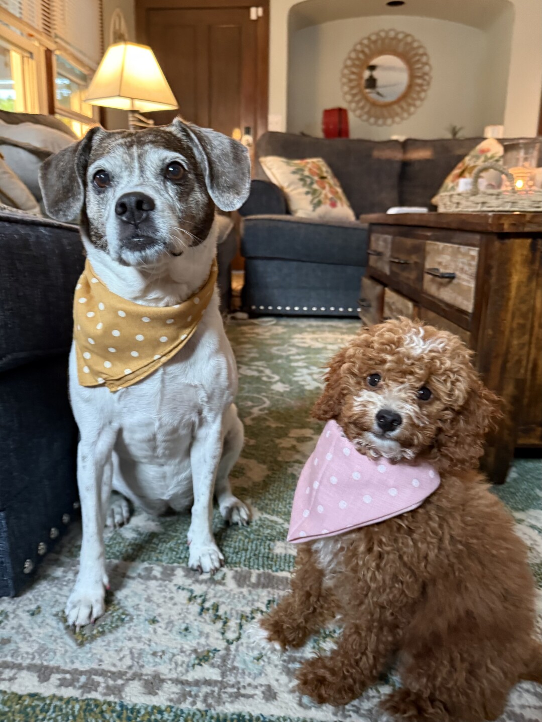 Dog walking forecast