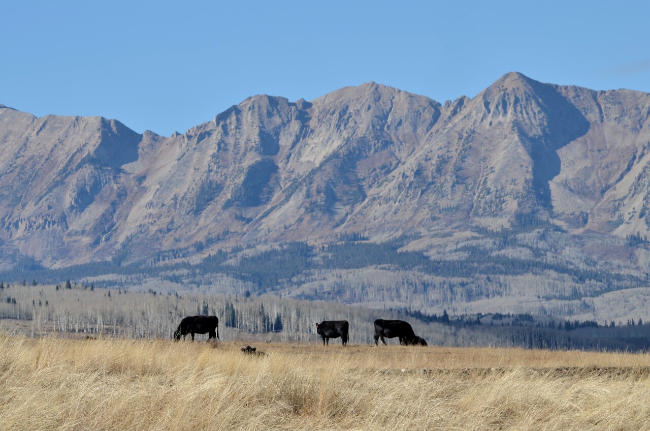 Cattle with mtn range bkgd at Craig Jackson's ranch 2.jpg