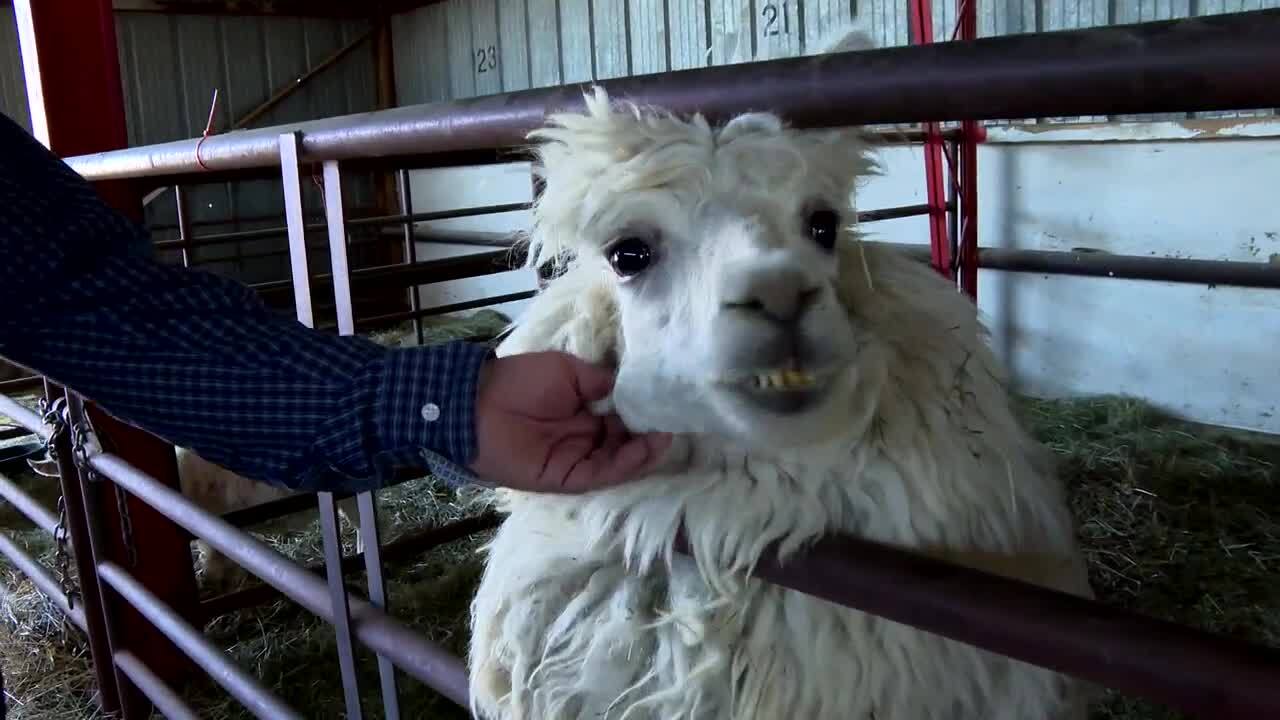 beaverhead co rescued animal.jpg