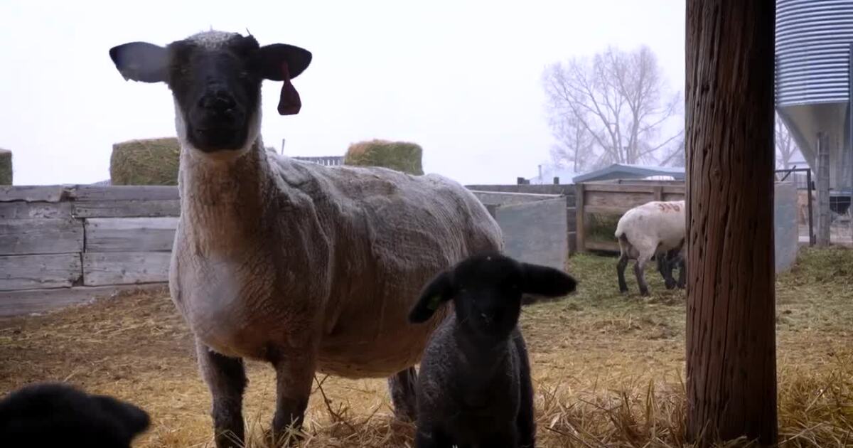 Montana Ag Network: sheep producers report strong lamb crop despite challenges