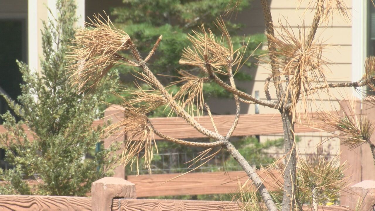 Dying tree in Wolf Ranch