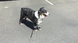 Phoenix bans dogs from trails during blazing heat