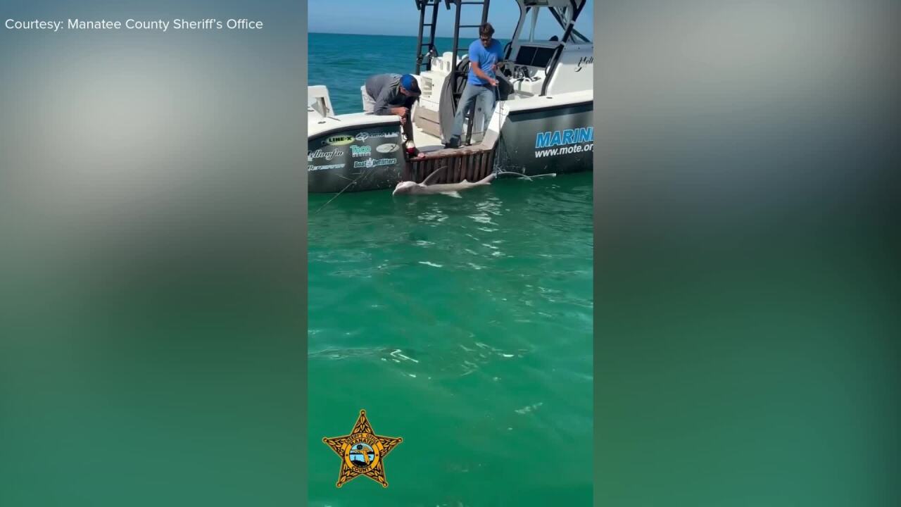 VIDEO: Shark rescued after it was tangled in crab trap buoy lines