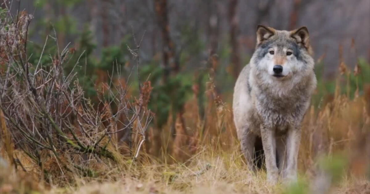 A Wilder View: The surprising truth about 'Alpha' wolves - Vimarsana News