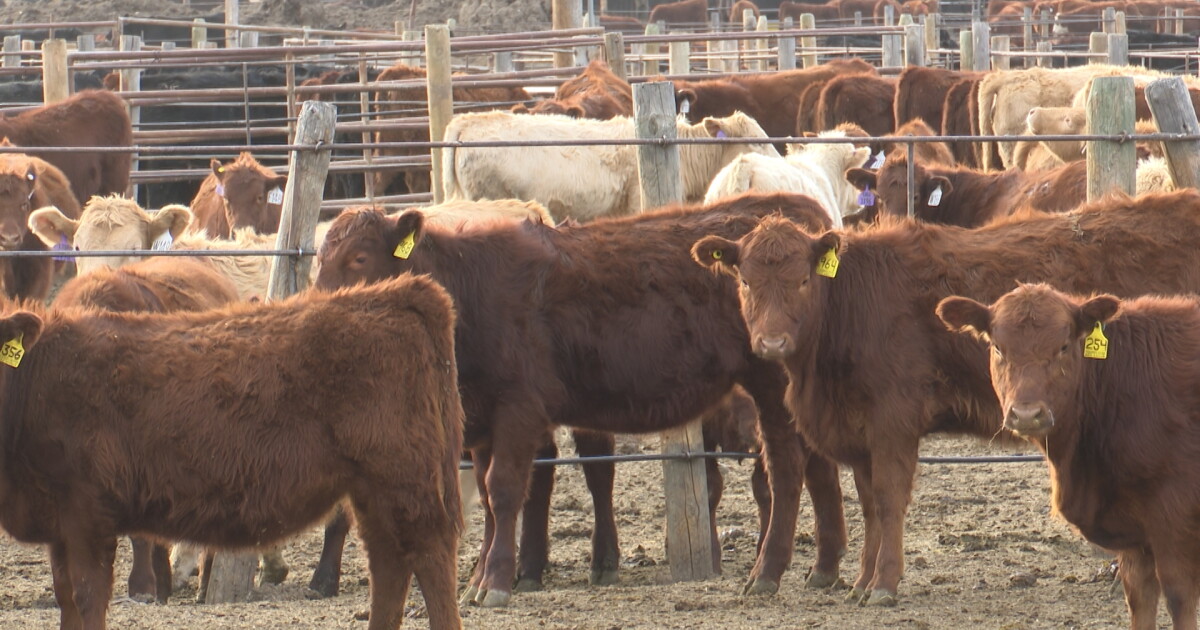 Where's the beef? Ranchers push for Montana-raised cattle in local restaurants - Vimarsana News