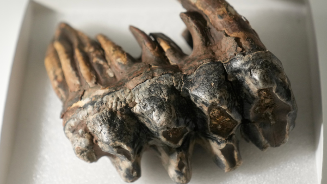 mastodon_fossil_tooth_ap.png