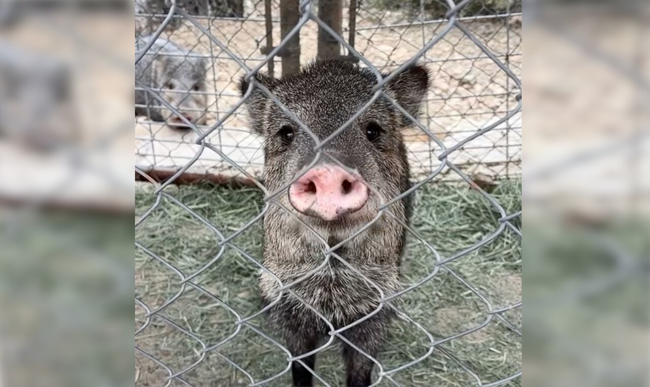 javelina.jpg