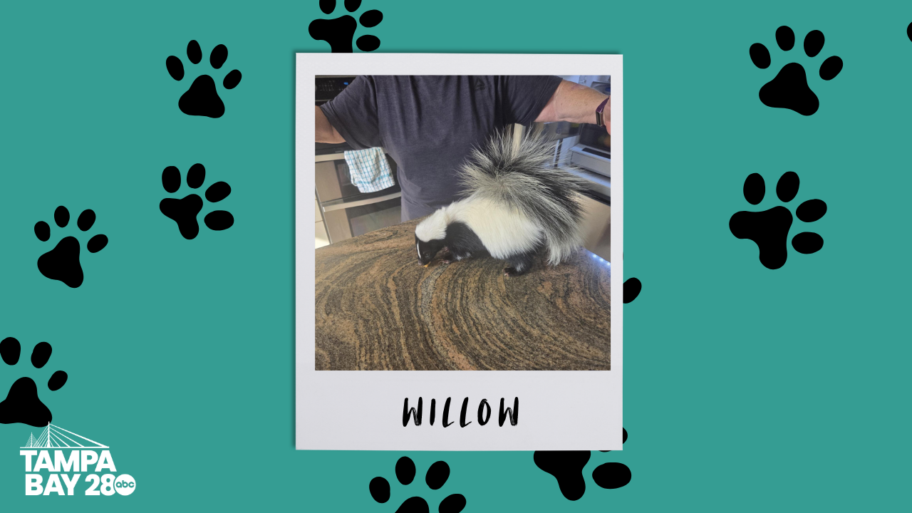 Willow
