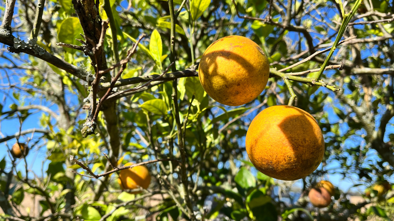 Florida oranges generic Stassy Olmos WFTS.png