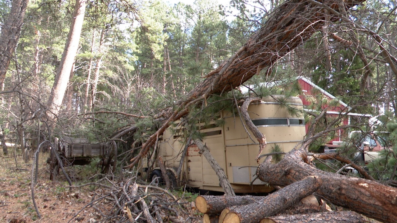 Tree crushes trailer