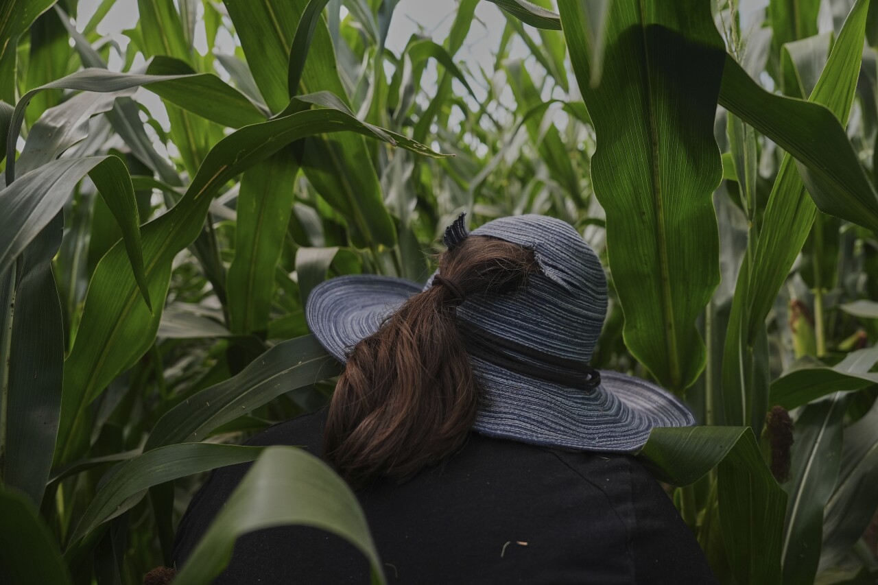 Climate Patchy Corn Pollination