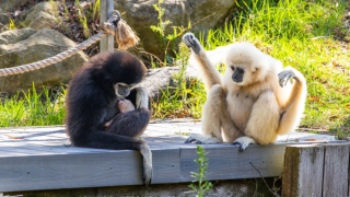 Baby zoo gibbon.png