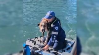 Dog rescued from the sea in Australia.