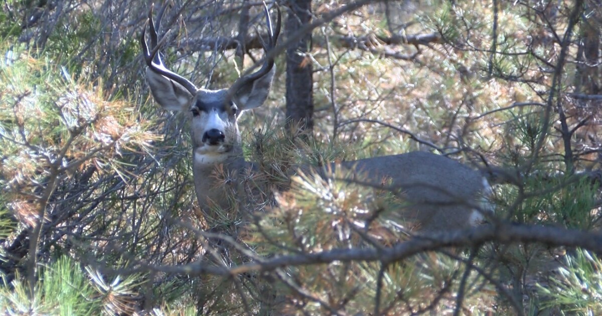 Looking at non-resident and resident deer hunter numbers in Montana
